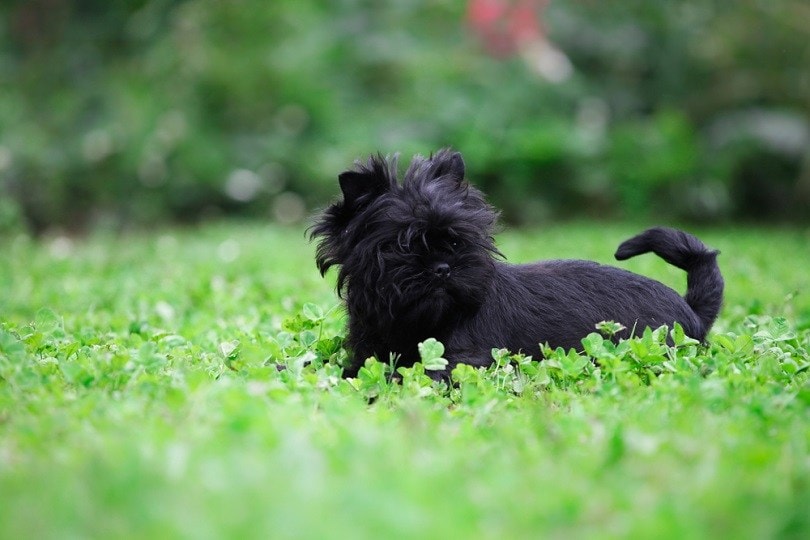 Funny Affenpinscher playing in the garden_Didkovska Ilona_shutterstock