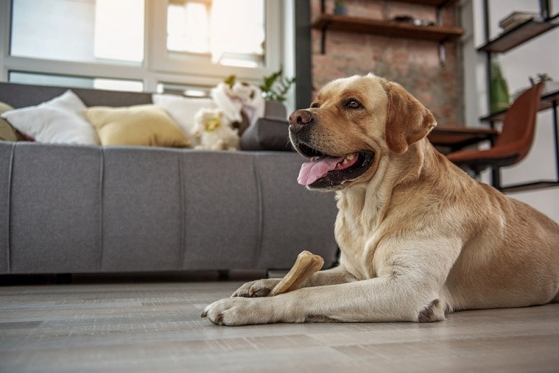 Funny dog eating appetizing treat_olena yakobchuk_shutterstock