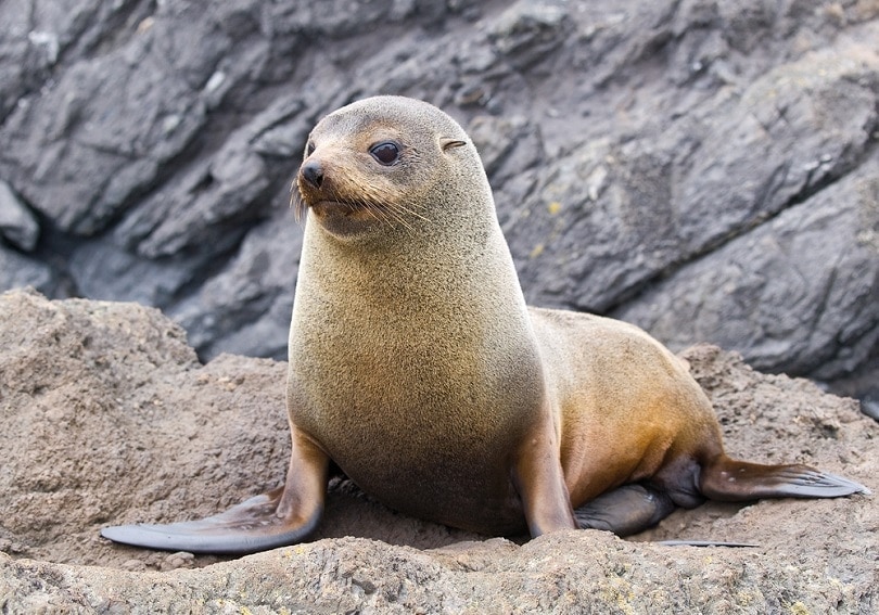 Are seals really like dogs?