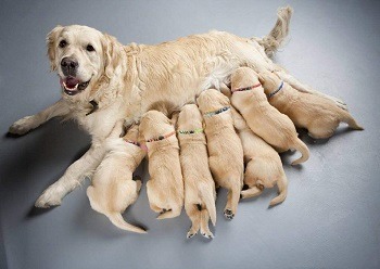 A mother dog and her puppies