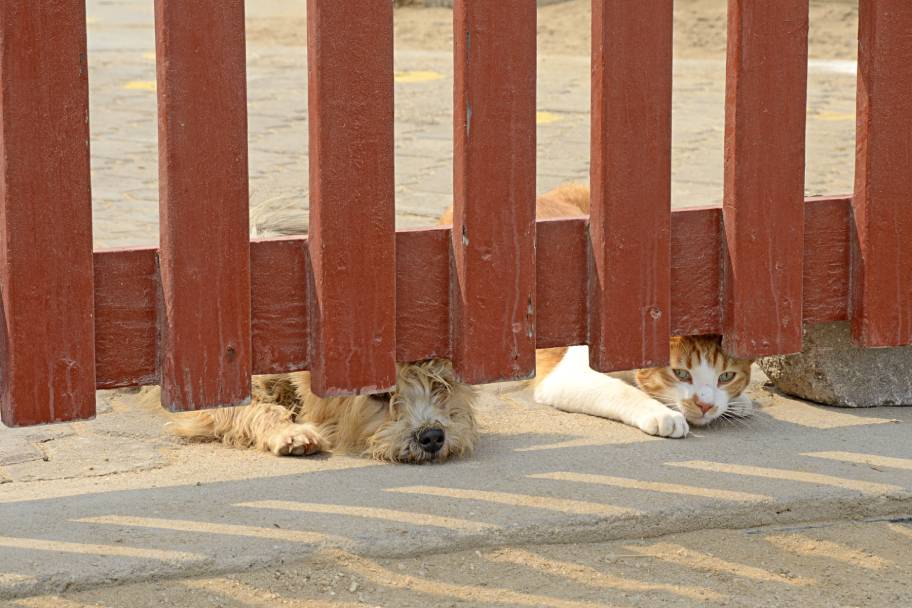 Gates for Cats and Dogs