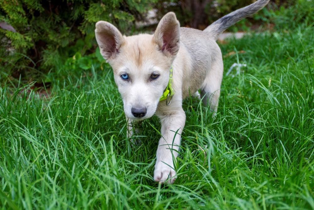 Gerberian shepsky sales white