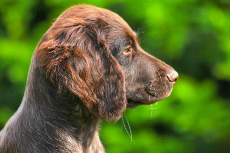 German Longhaired Pointer
