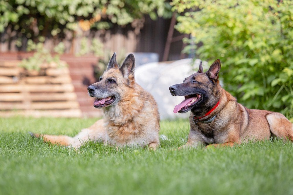 German Malinois dogs outside