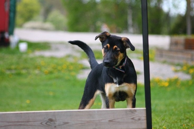 German Pinscher