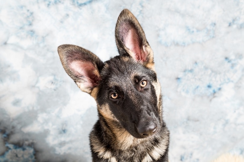 German Shepherd 4 months old_Simone O_shutterstock