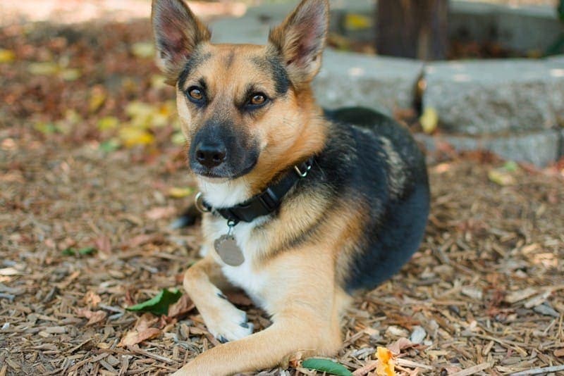 Chihuahua German Shepherd Mix: Dog Breed Info & Pictures | Hepper