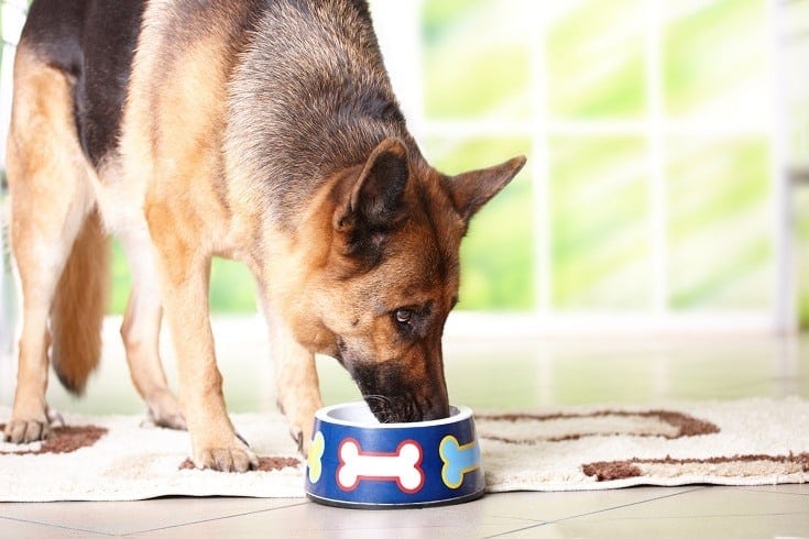 German Shepherd Eating