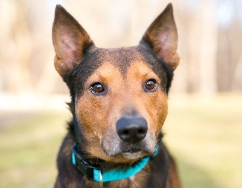 are terrier mix dogs double coated