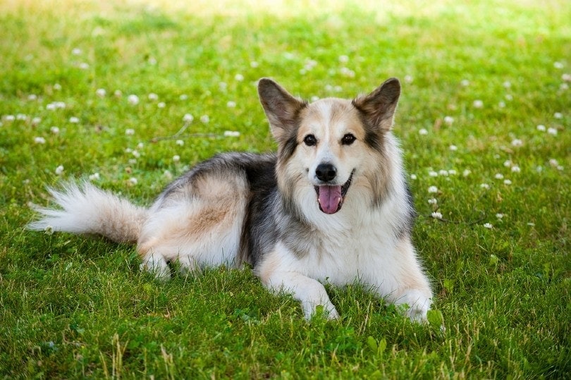 German Shepherd and Border Collie mix dog