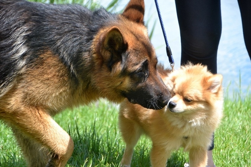 German Shepherd Pomeranian Mix: Info, Pictures, Characteristics & Facts |  Hepper