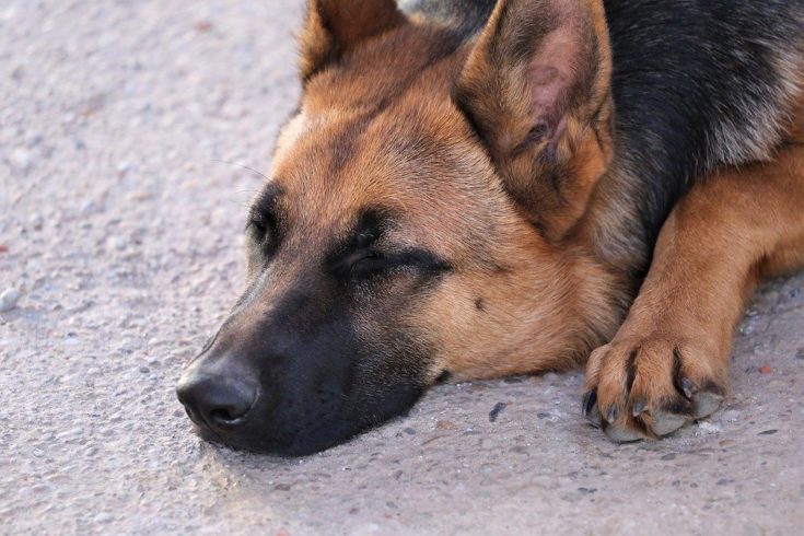 German Shepherd asleep