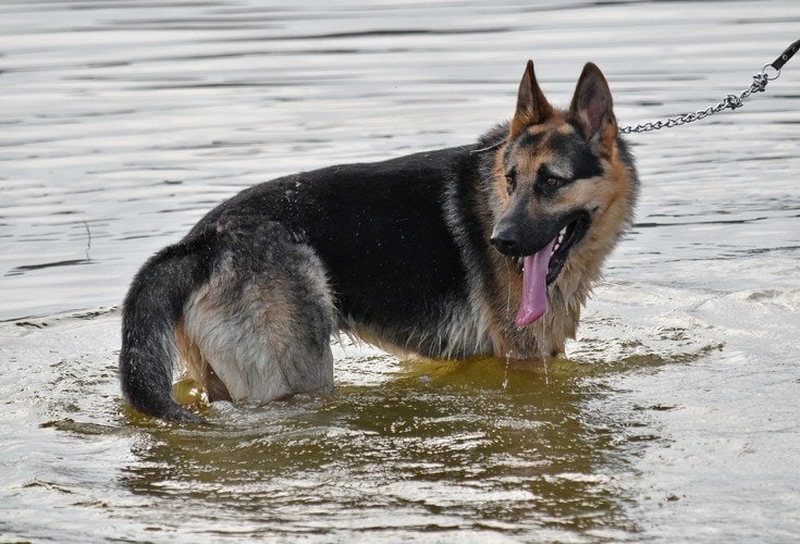 German Shepherd bathing