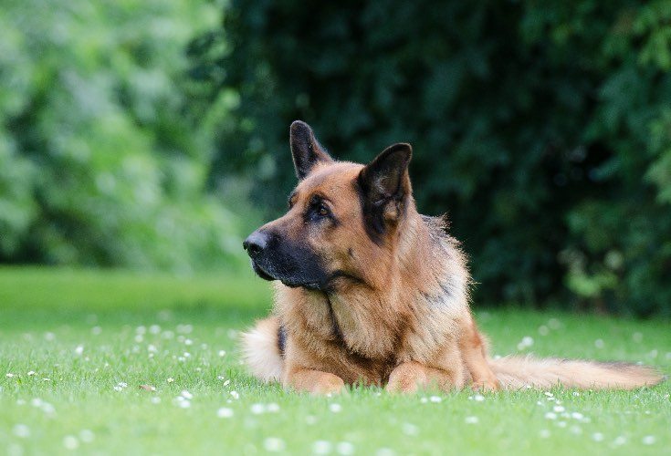 German Shepherd female health