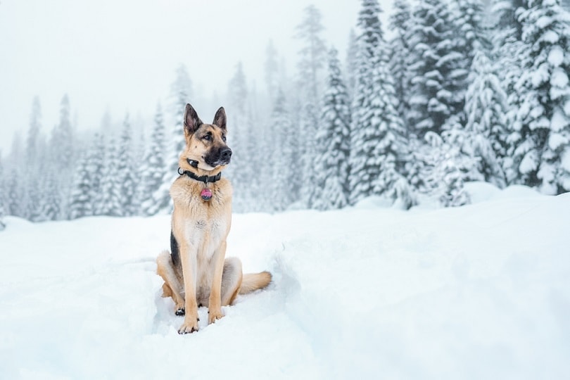 German Shepherd in the snow covered trail