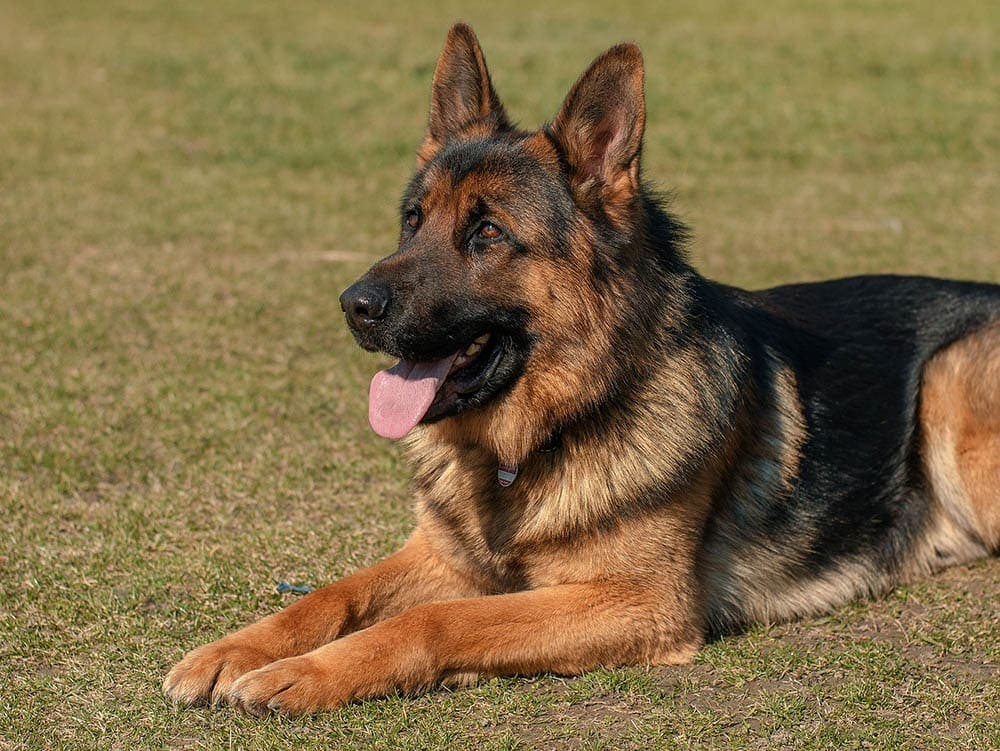 German Shepherd panting