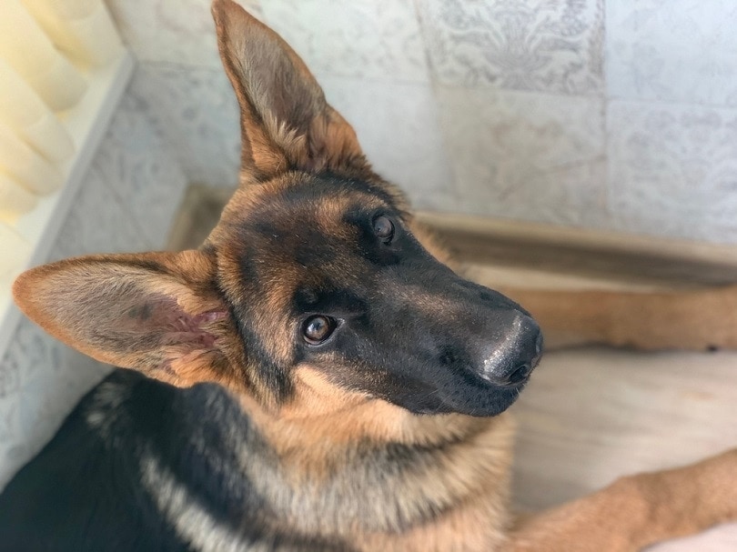 how much should a 4 month old german shepherd weight