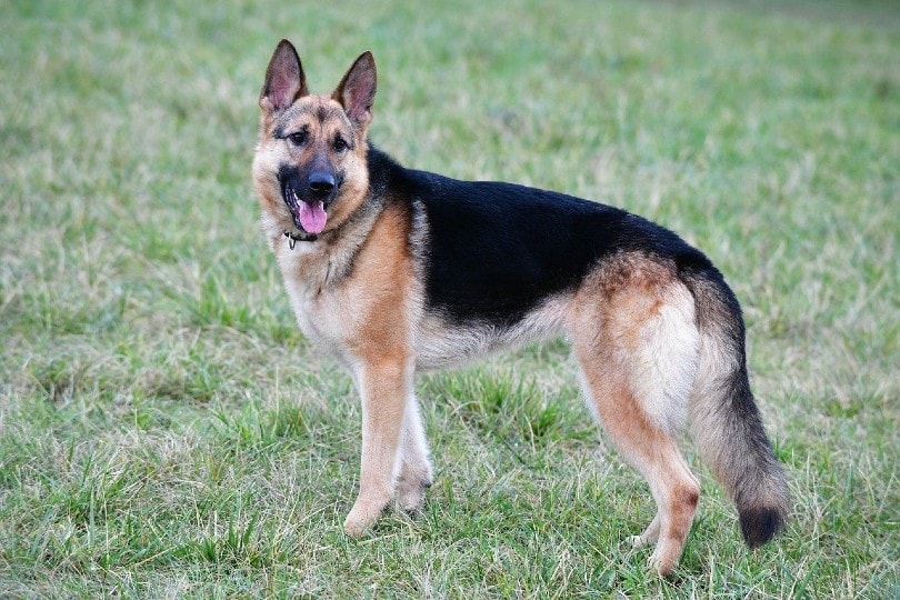 german shepherd dog wags its tail