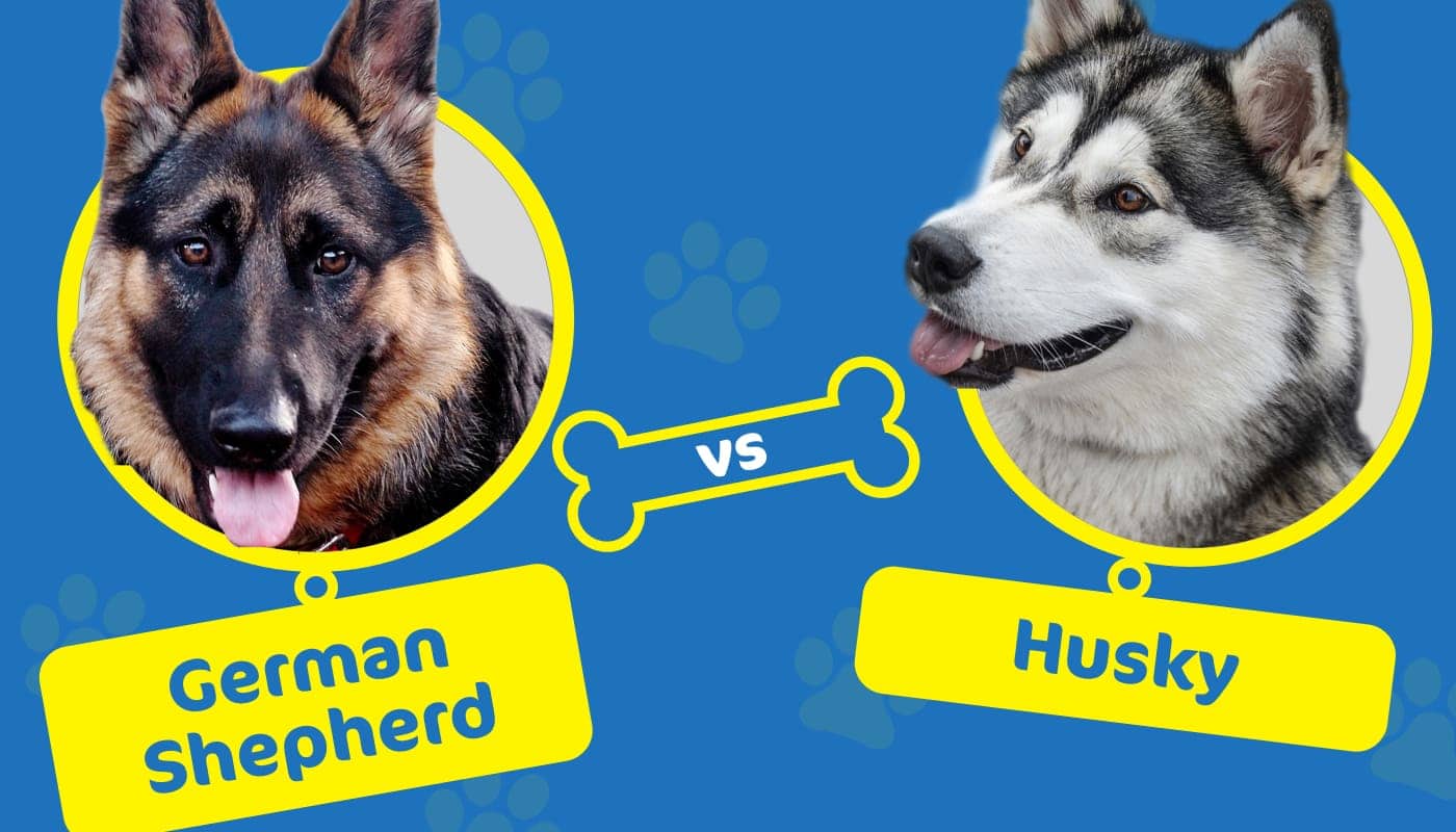 are german shepherds and huskies the same