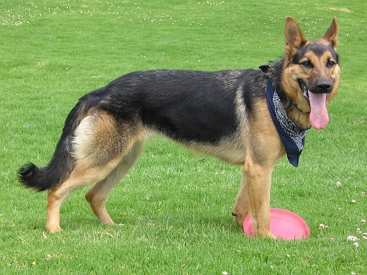 German Shepherd with frisbee