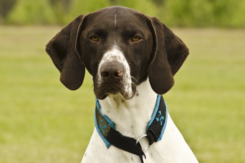 German Shorthair Pointer face