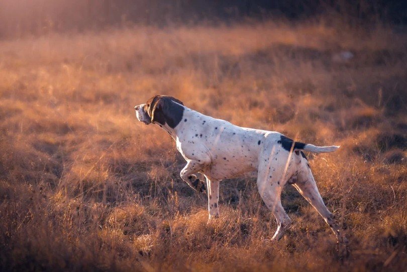 German Shorthair Pointer hunting