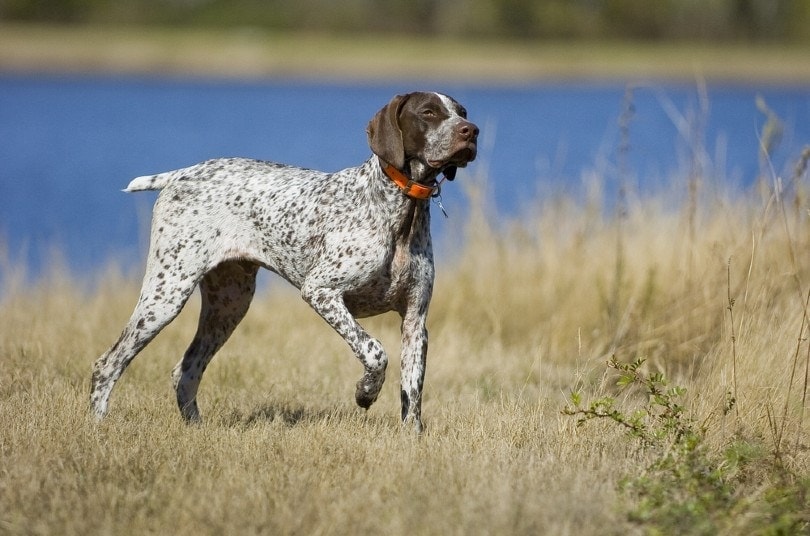 How Much Does a German Shorthaired Pointer Cost 2024 Price Guide