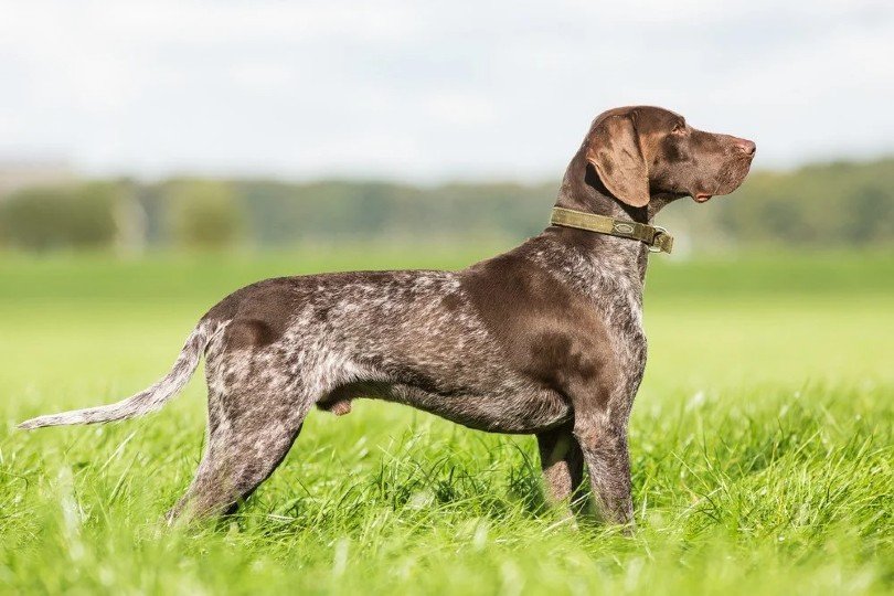 A German Shorthaired Pointer Dog