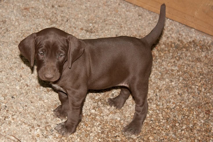 German Shorthaired Pointer Puppy