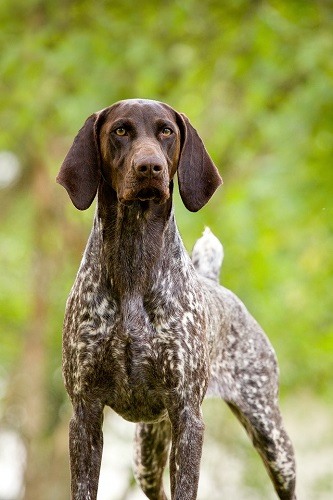 German Shorthaired Pointer Standing tall