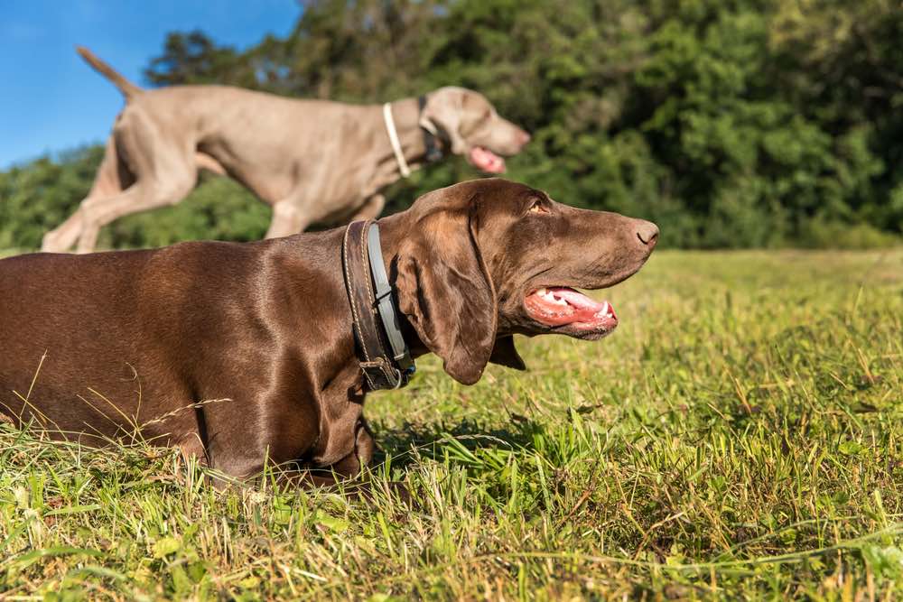 German Shorthaired Pointer and Weimaraner Mix