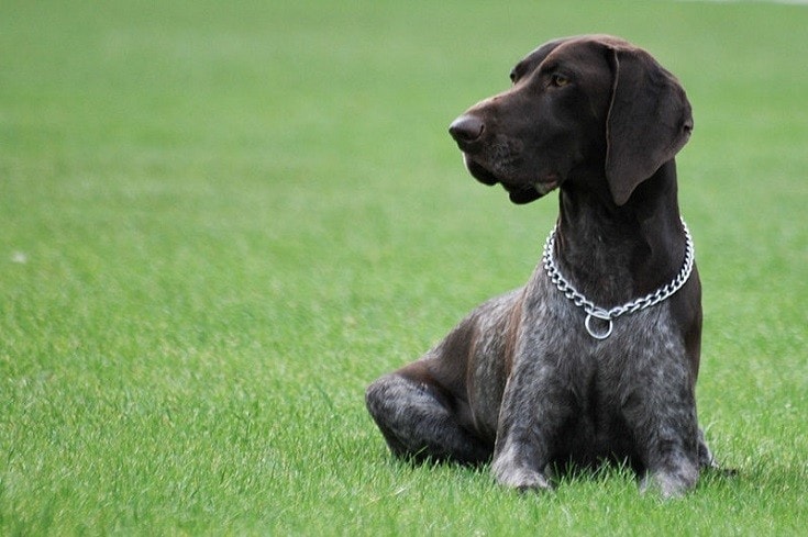 German Shorthaired Pointer black on field