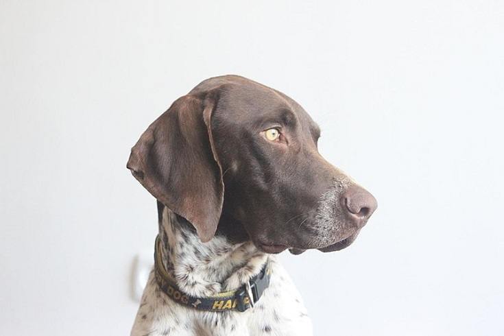 German Shorthaired Pointer headshot