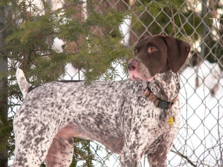 German Shorthaired Pointer on snow