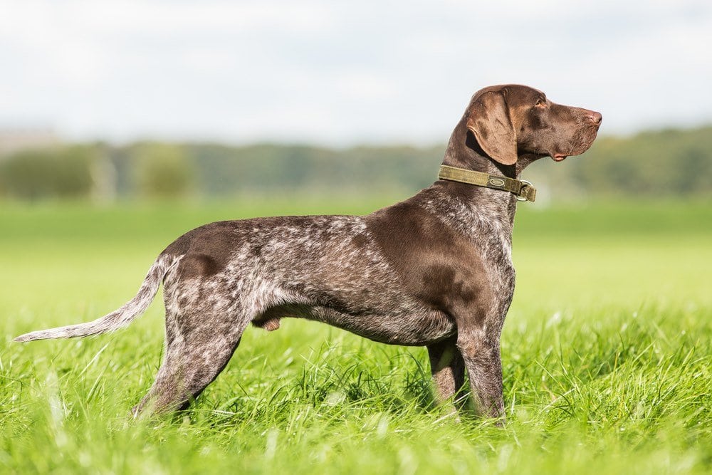 German Shorthaired Pointer Breed Info: Pics, Traits, Facts | Hepper