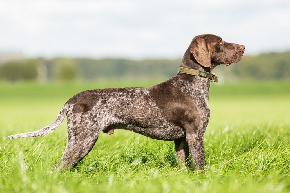 german shorthaired pointer liver and roan