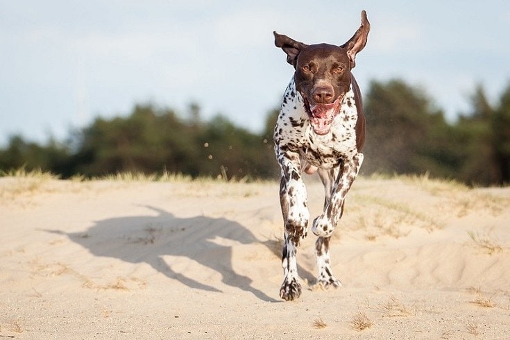 German Shorthaired Pointer running