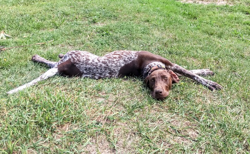 German Shorthair Toller