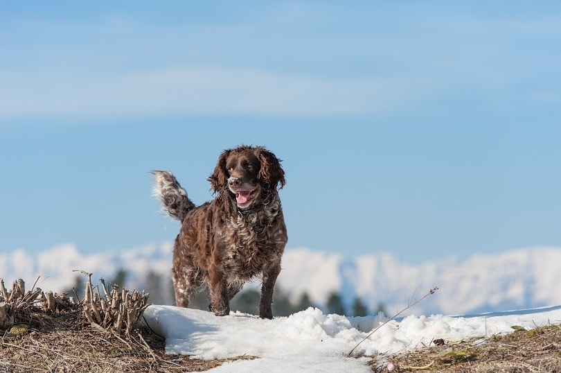 german spaniel