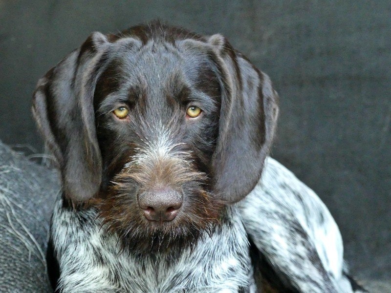 German Wirehaired Pointer: Info, Pictures, Characteristics & Facts | Hepper