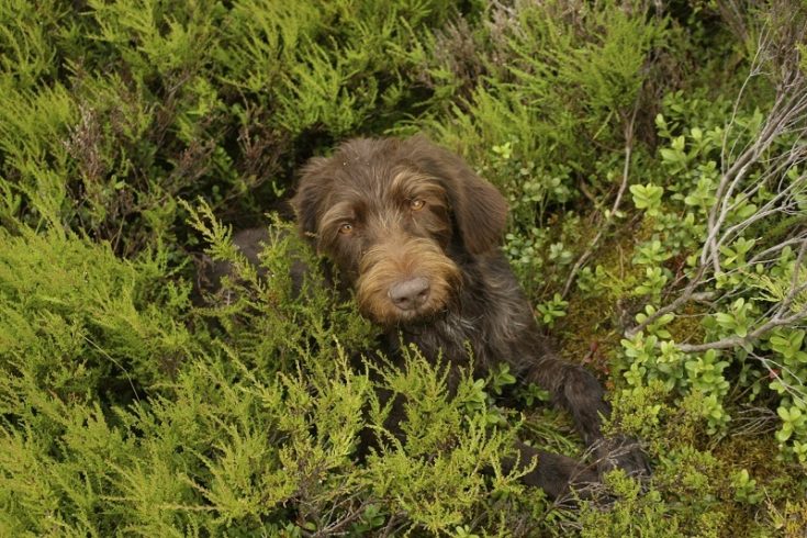 German Wirehaired Pointer puppy