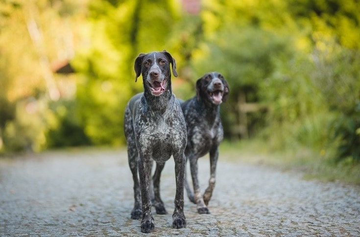 German Wirehaired Pointer