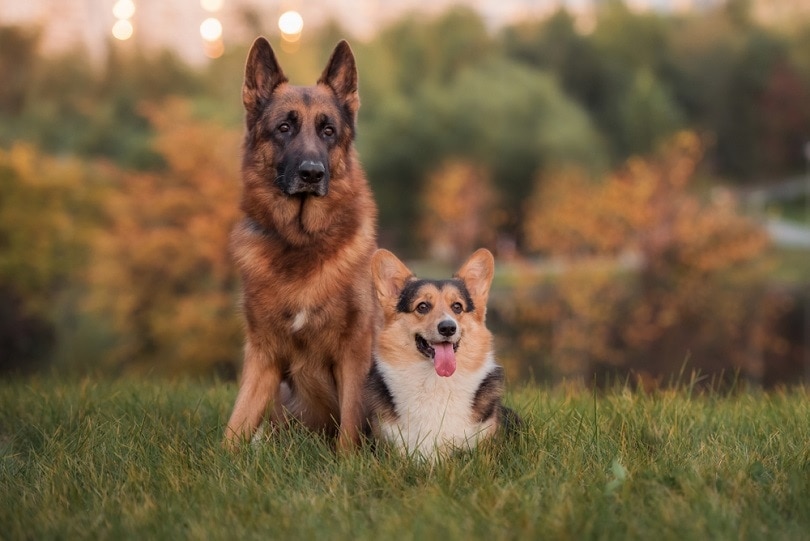 German shepherd and welsh corgi pembroke