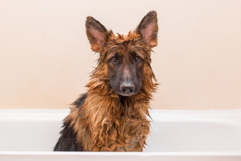 German shepherd dog takes a bath