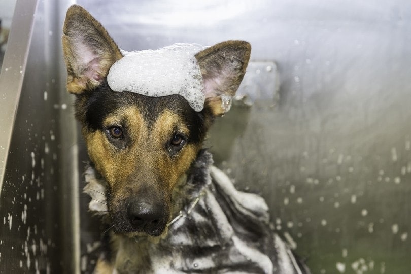 German shepherd dog taking a shower