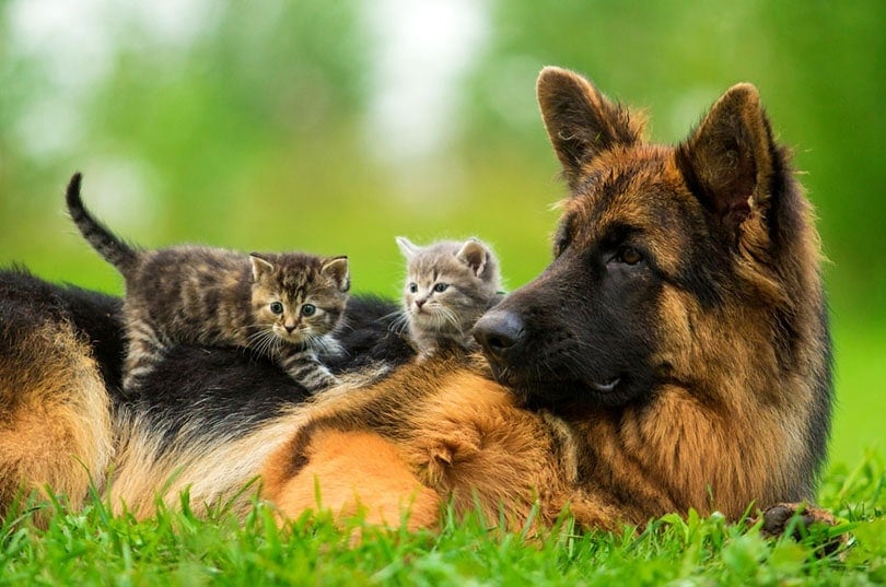 German shepherd dog with two little kittens