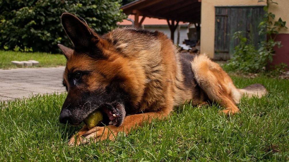 German shepherd eating pear