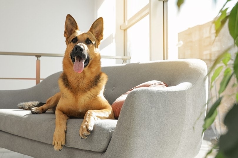 German shepherd lying on sofa