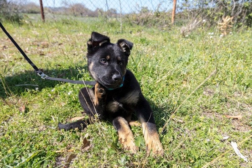 German shepherd puppy scratching neck in the park