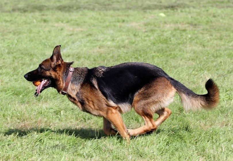 are german shepherds the best service dogs